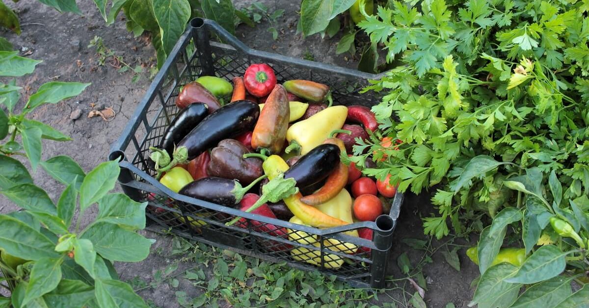 Как правильно распределить овощи на огороде фото